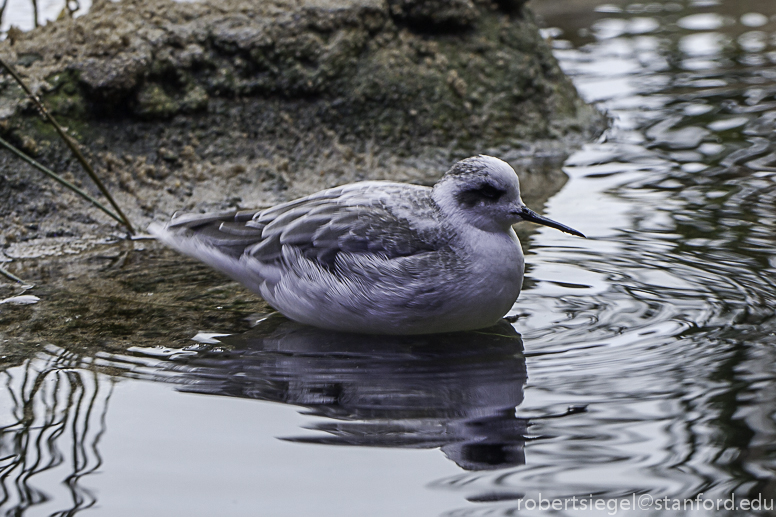 phalarope